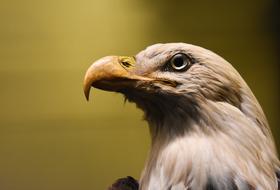 American eagle Animal