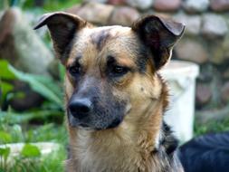 And The Tramp Dog Vigilance