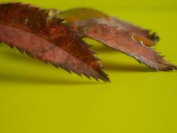 background Autumn Leaves macro