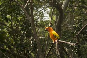Parrot Jungle Amazon