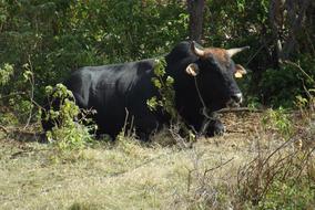 Bull Animal Nature