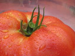 red tomato in a drop of water