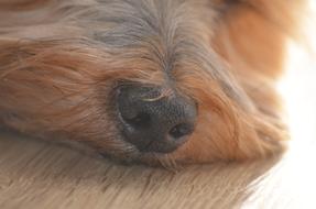 The Nose Dog Mammal