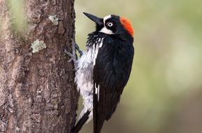 Bird Woodpecker Nature