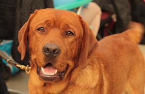 Labrador Dogshow Dog