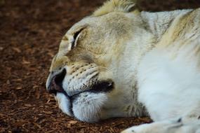 Lioness Majestic Africa