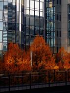 Autumn City Trees