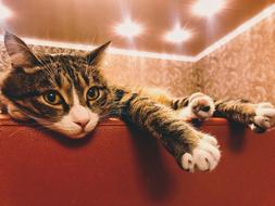 resting cat on the couch