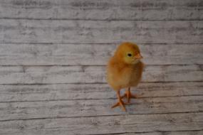 Chicks Chicken Animal
