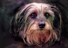 dog small head portrait pet