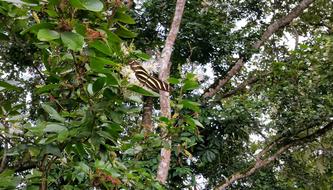 large Black And Yellow striped Butterfly in forest