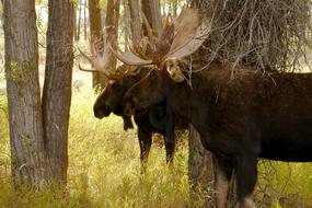 Wyoming Bull Moose elk in forest