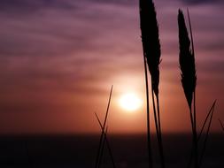Sunset Beach Summer