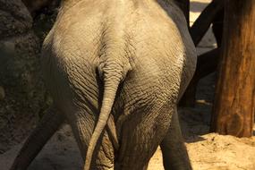 Elephant Bye On-Again-See