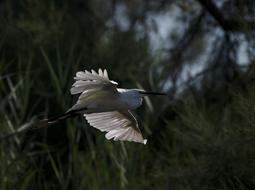 Egret Camargue Pont De Gau