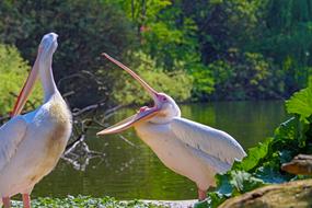 Pelikan Birds by the water