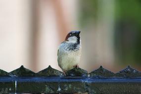 The Sparrow Wróbelek Bird