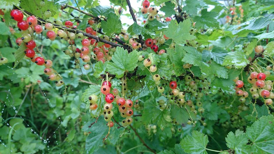 Refreshing berries on the bush