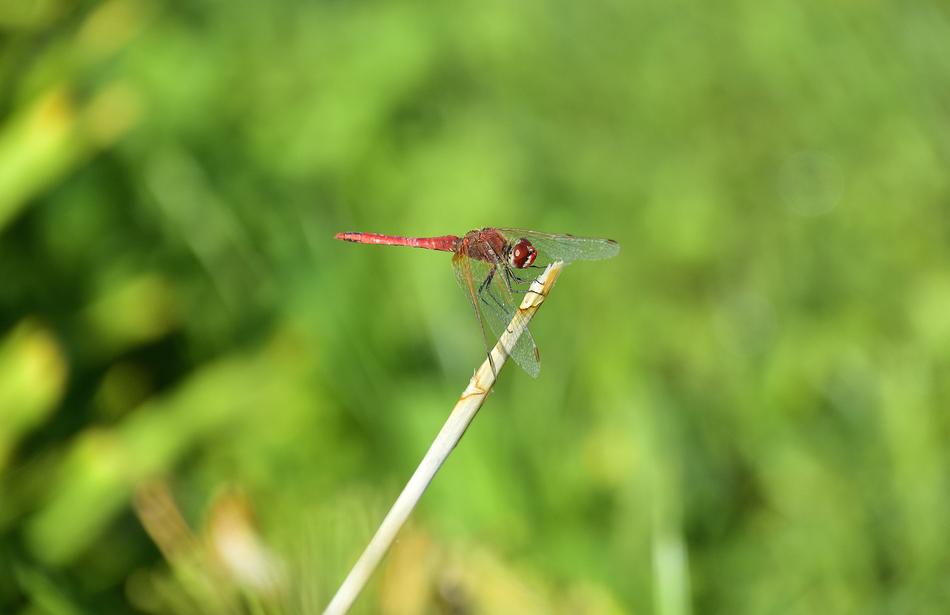 Dragonfly Insect Insects