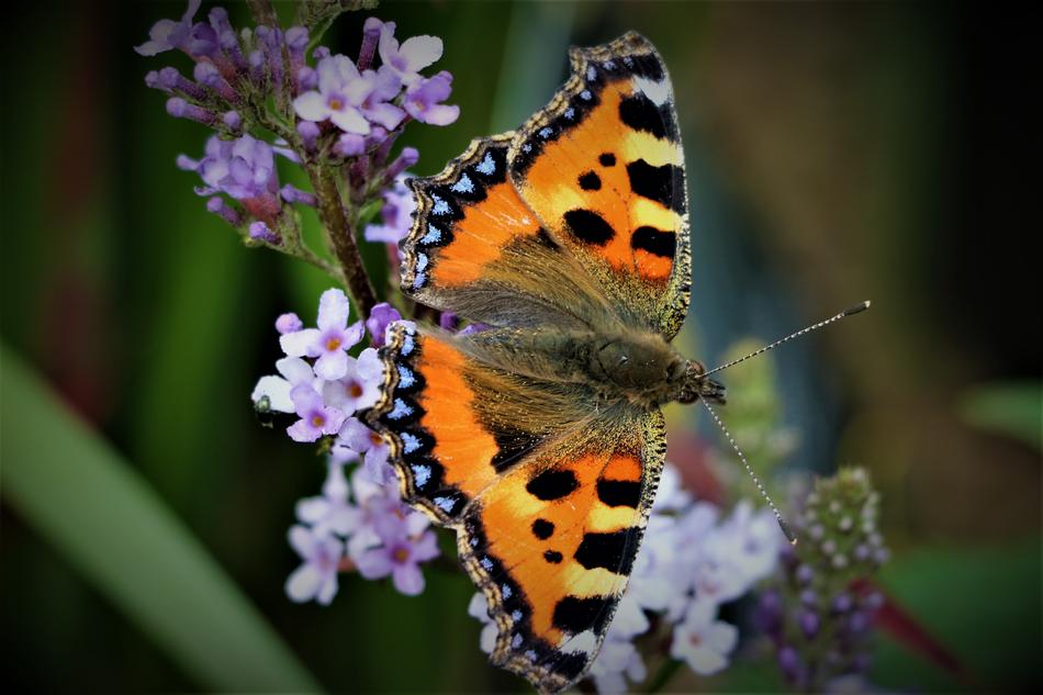 beautiful big butterfly on a flower
