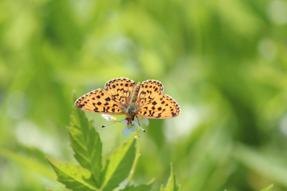 The Metalmark Butterfly