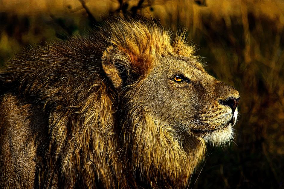 Lion Wild Animal portrait