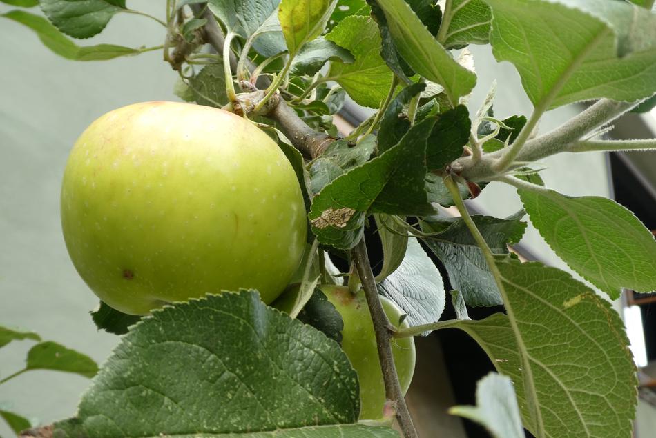 fresh delicious fruit on a tree