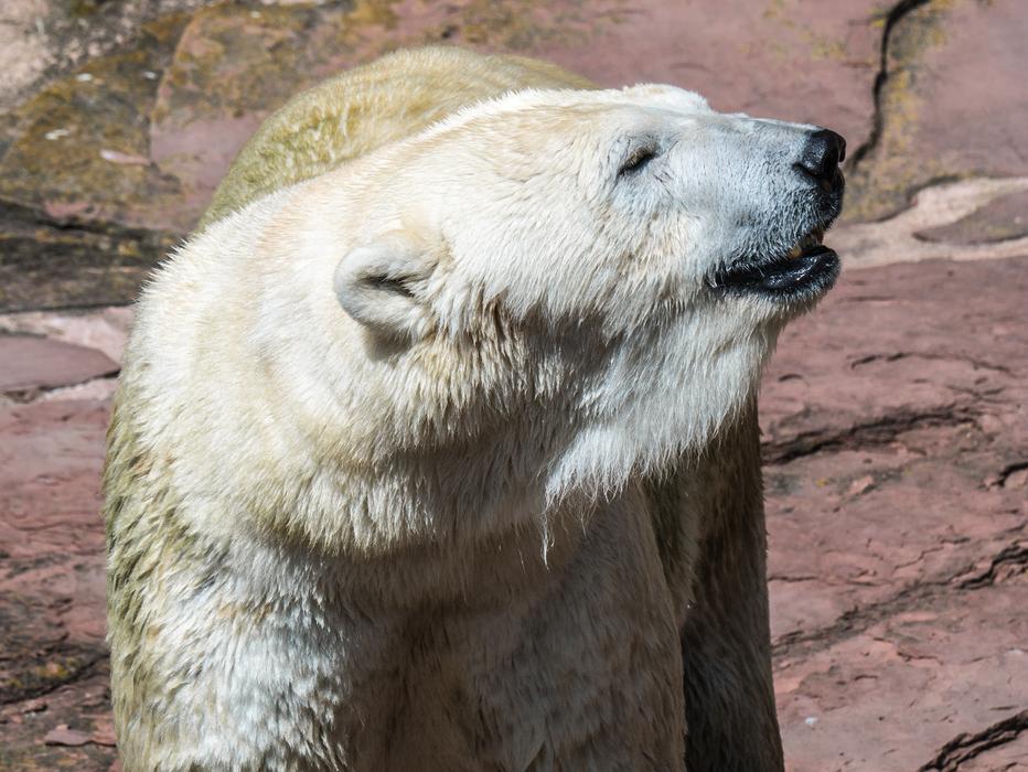 Polar Bear Predator Mammal
