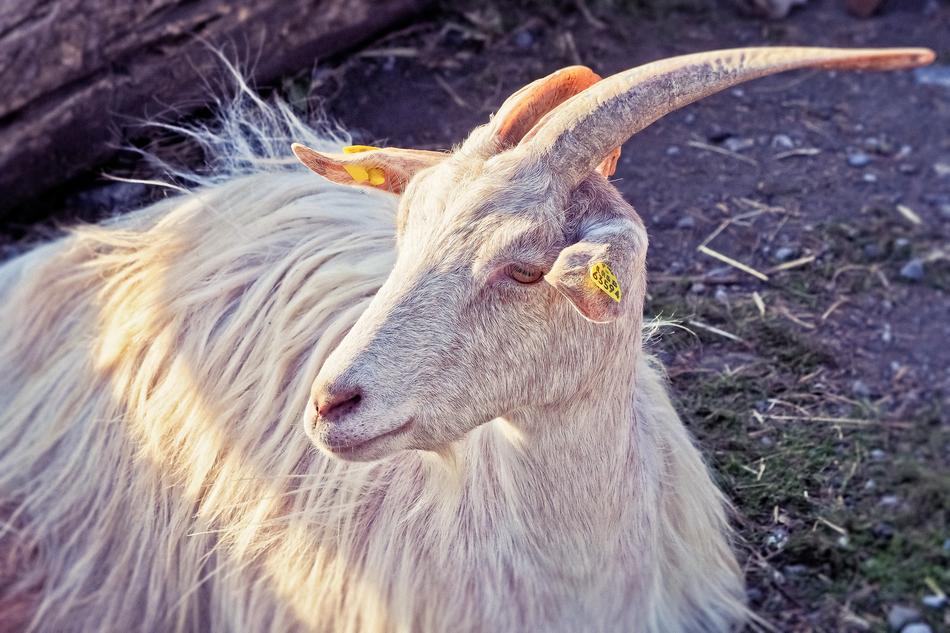 Animal Goat Horns Domestic