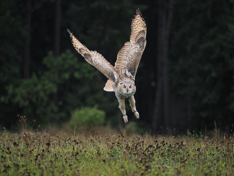 wild Owl landing