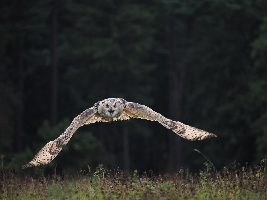 Bird Animal Owl