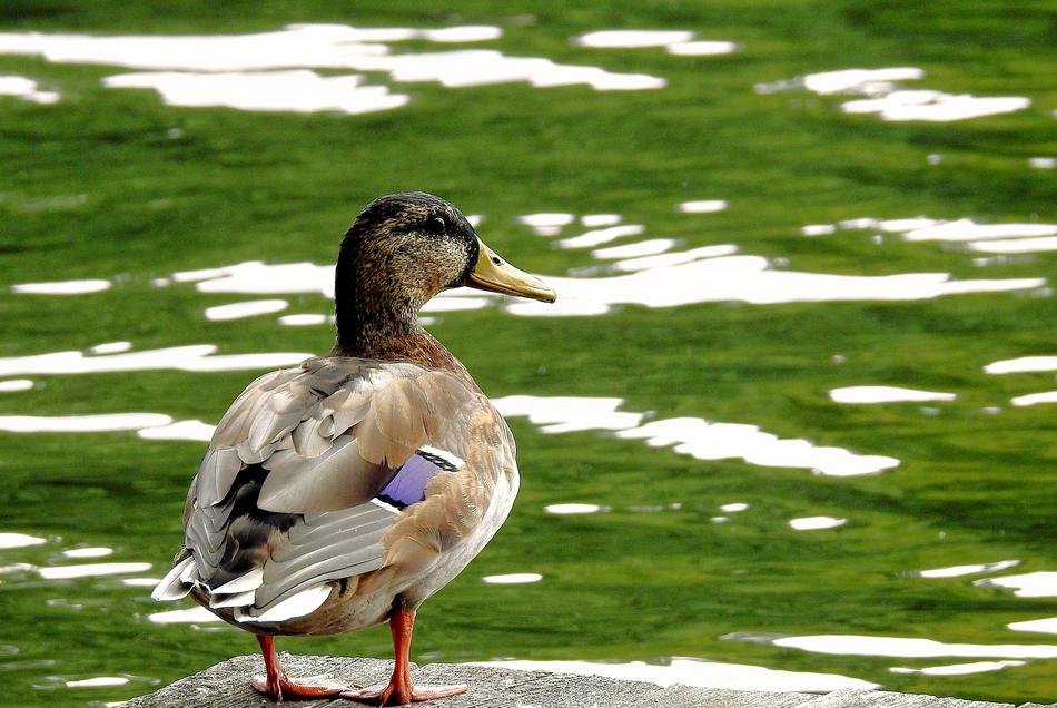 Duck Looking at lake