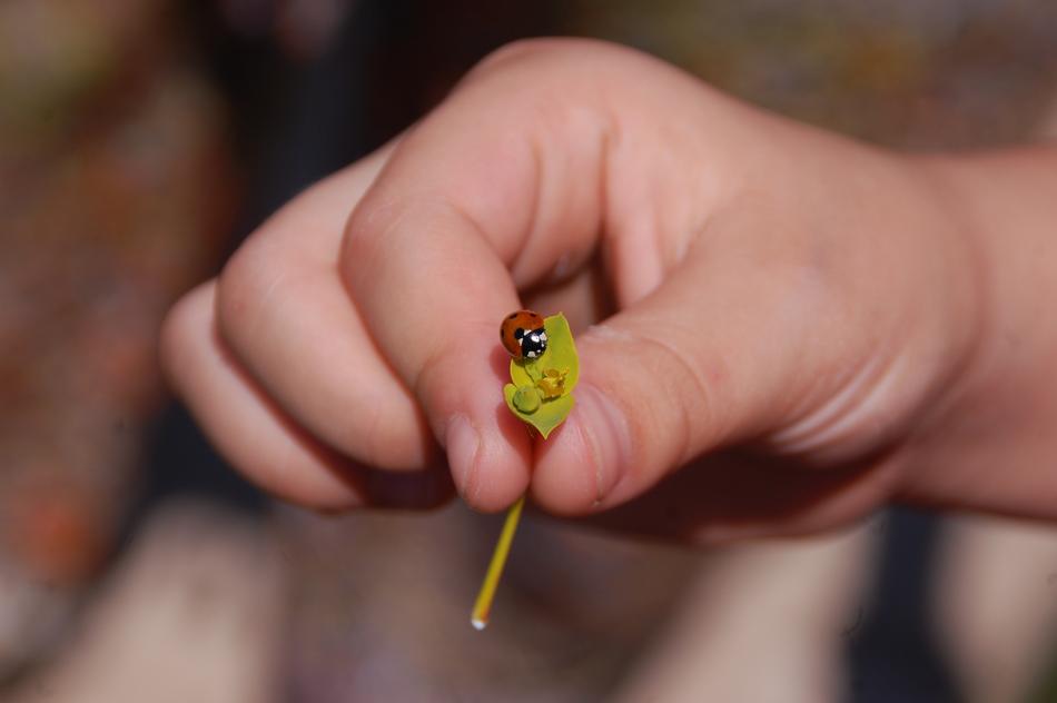 Ladybug Insect