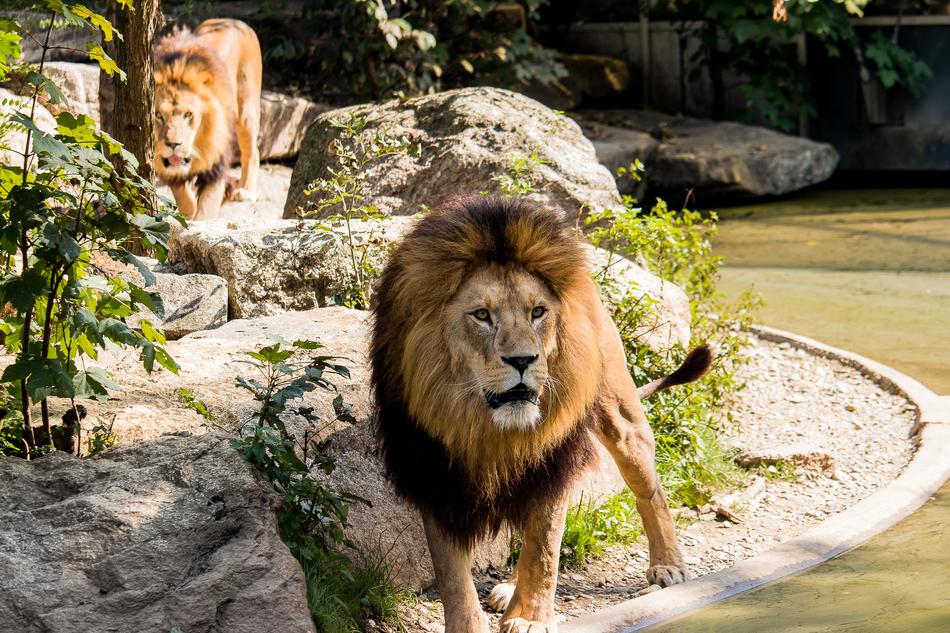 Lion Predator Big Cat Wild