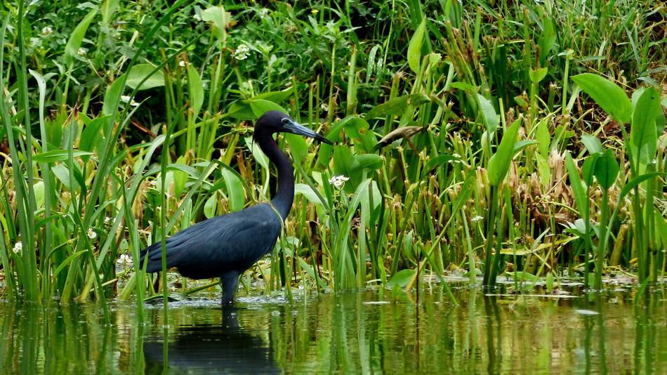 Bayou Bird in Louisiana