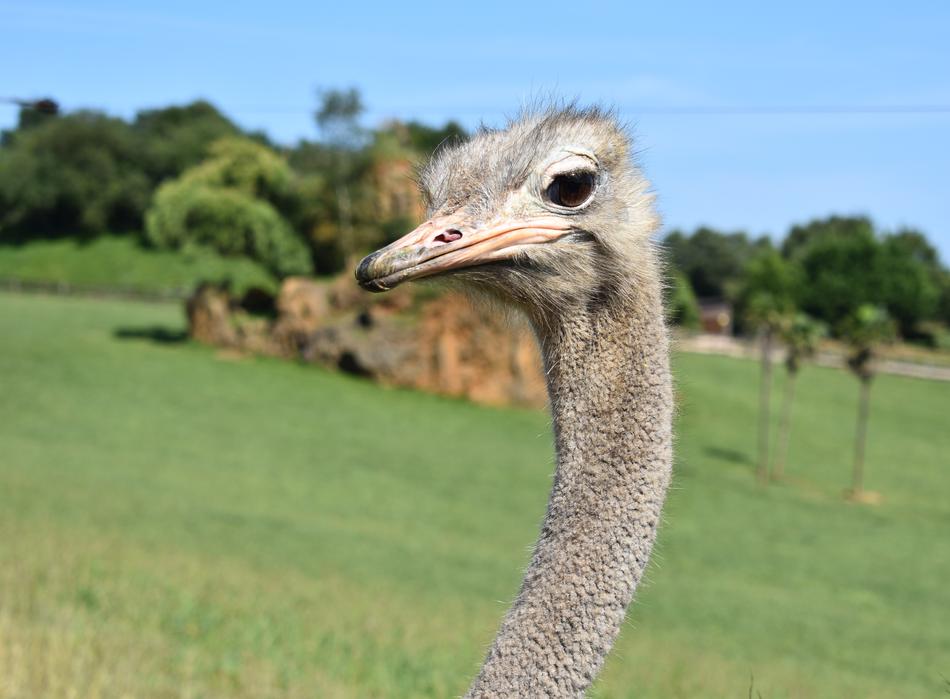 Ostrich Animal Animals