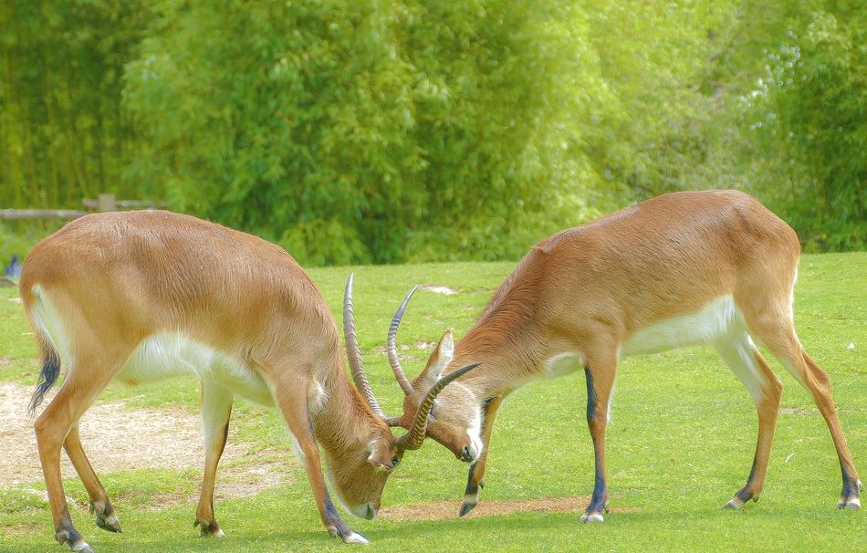 Animals Fighting Fight