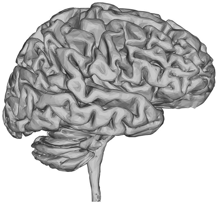human brain, 3d render, illustration