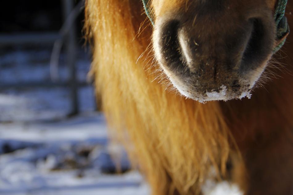 Pony Nose Snow
