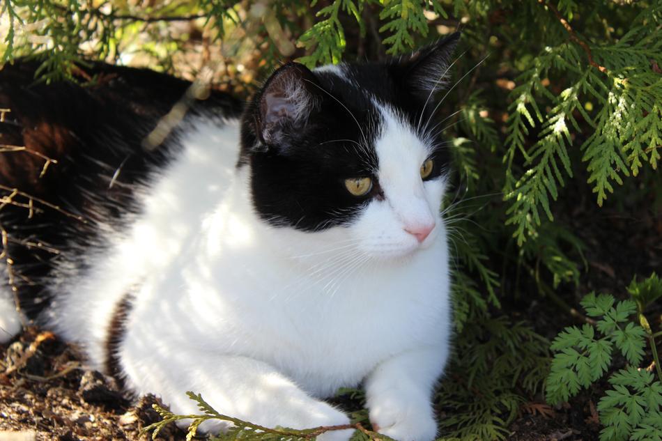 Cat Summer Shade In The Shadow