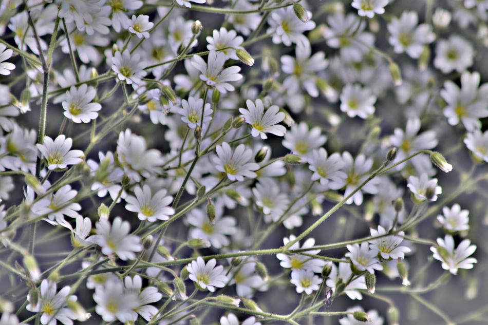 Flowers Background Desktop