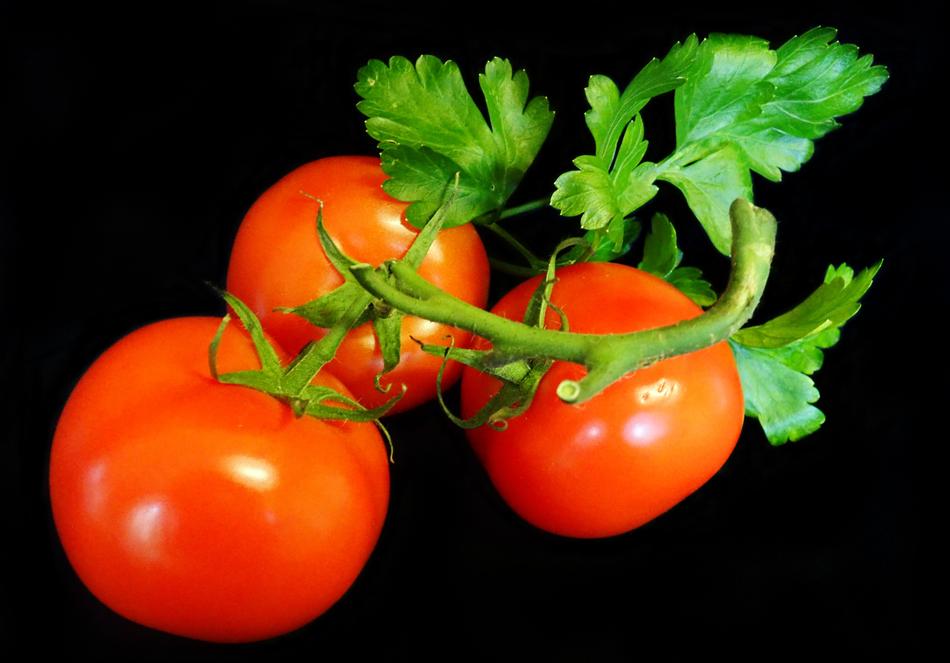 Fresh juicy tomatoes on a branch