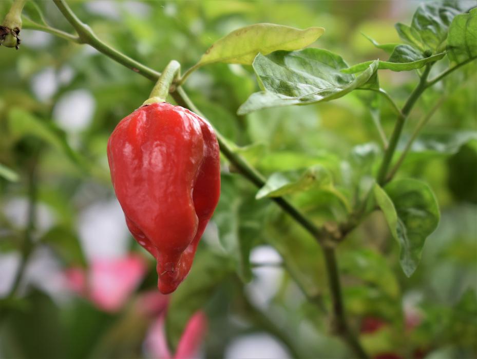 lonely pepper on a branch
