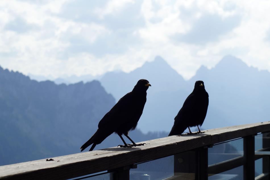 Bergdohle Bird Chough