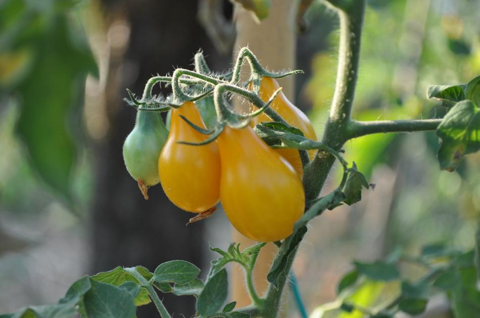 juicy yellow tomatoes in the garden