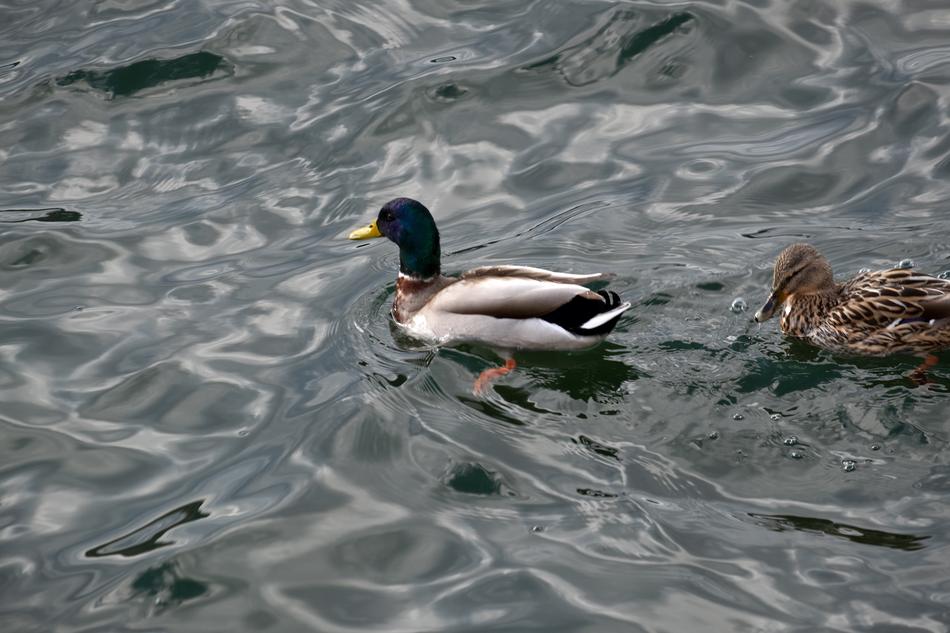 Ducks Water Bird