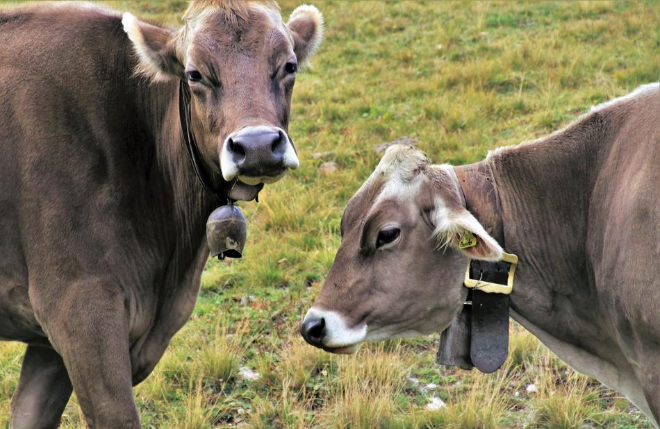 two brown cows in the field