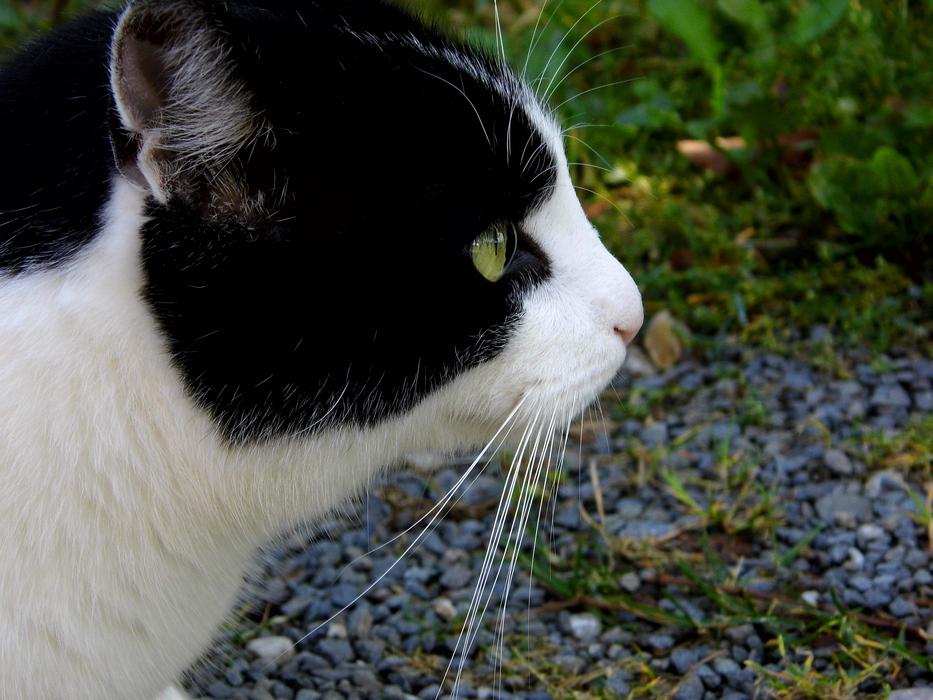 White and black Cat Close Up