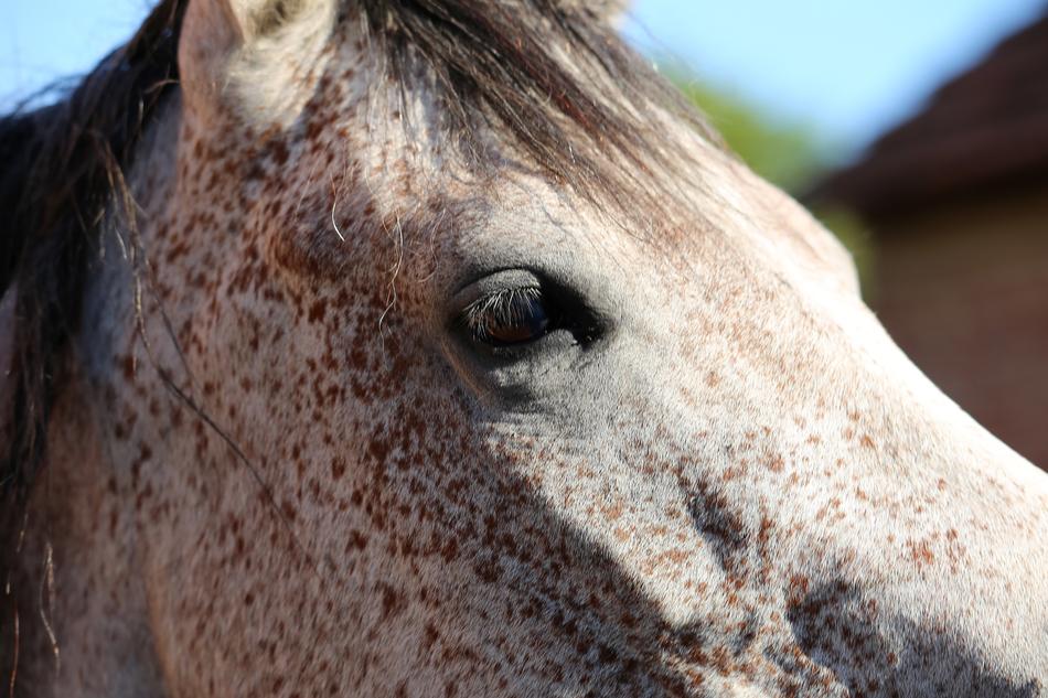 Arabian Horse Head Eye