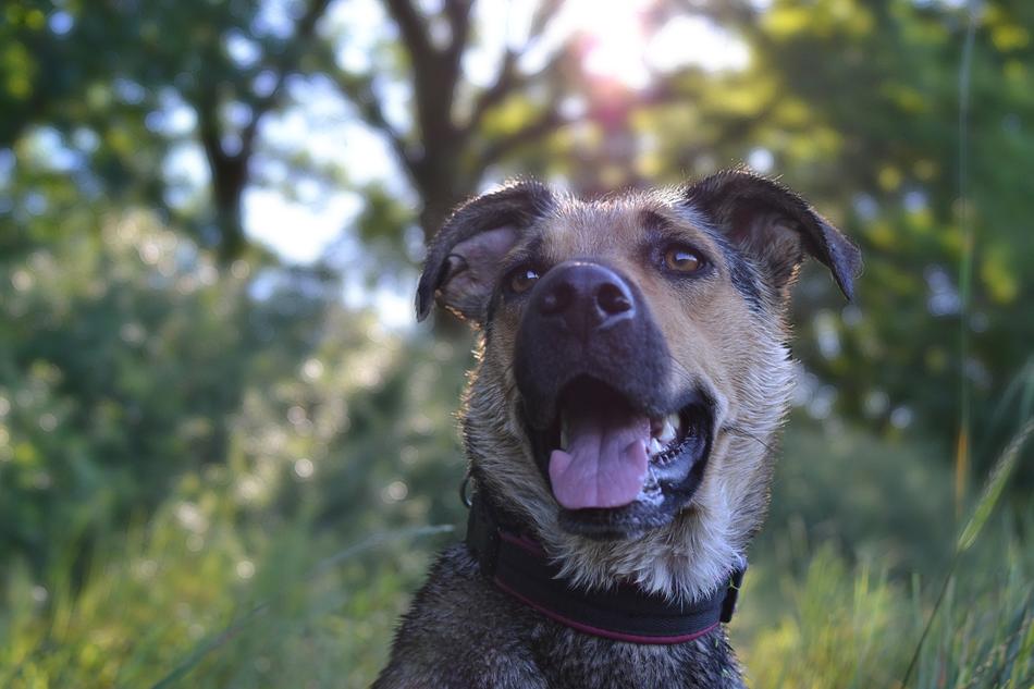 a dog walking with its mouth open